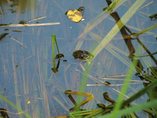 frog breaking the water surface with his head