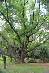 Ibirapuera