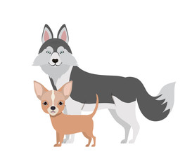 cute and adorable dogs on white background