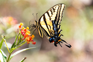 Butterfly at the park