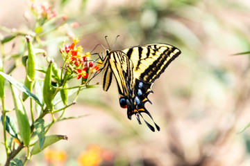 Butterfly at the park