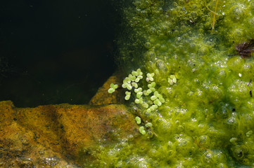 Blanket weed growing on a pond