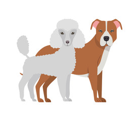 cute and adorable dogs on white background