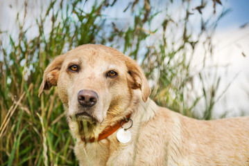 The Golden Labrador