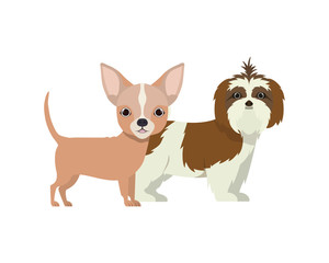 cute and adorable dogs on white background