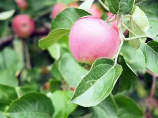 red apples on a tree