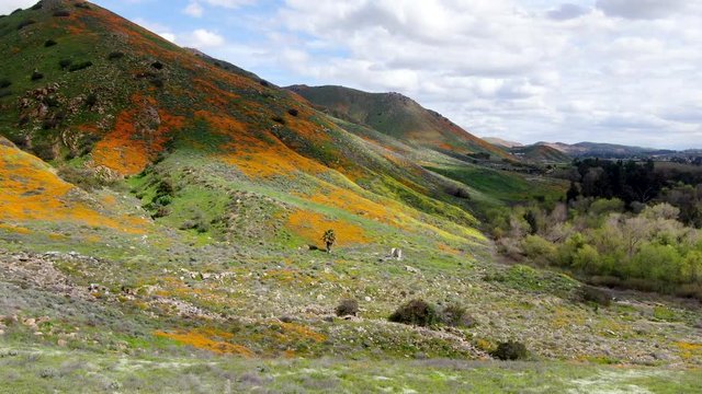 Aerial view of Mountain with California Golden Poppy and Goldfields blooming in Walker Canyon, Lake Elsinore, CA. USA. Bright orange poppy flowers during California desert super bloom spring season.