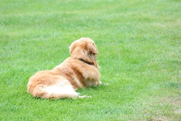 Labrador retriever dog resting on lawn park