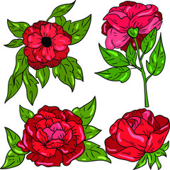 Vector colorful illustration with rose, blossom and leaf on white background. Isolated flower. Good for printing. Postcard and logo ideas. Cute flower illustration.