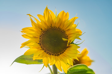 Yellow sunflower flower closeup on blue sky background.