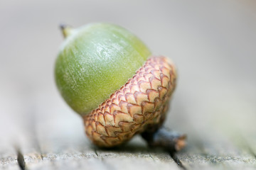 Wild fruits close up fifty megapixels quercus robur family fagaceae ice age mania high quality...