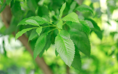Fototapeta na wymiar Natural green elm leaves in selective focusing
