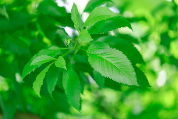 Natural green elm leaves in selective focusing