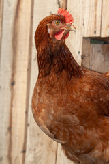Profile chicken on farm in front of wooden corral 