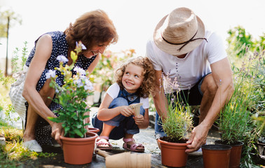 Senior grandparents and granddaughter gardening in the backyard garden.