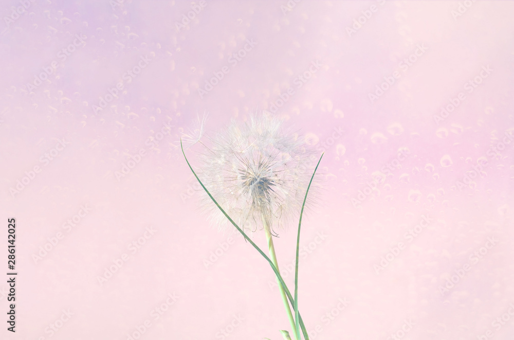 Poster white inflorescences dandelion on background with golden sparkles. blurred effect