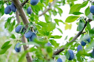 Plum fruit close up. Plum tree with fruits. Gardening and agriculture. Fruit in a farmer's own garden