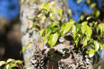 Close up of green leaves growing on tree trunk.