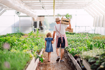 Rear view of small girl with senior grandfather walking in the greenhouse.
