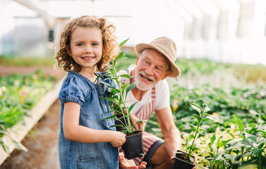 A small girl with senior grandfather in the greenhouse, working.