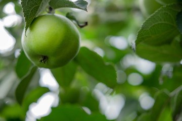 Fruits of green apples on tree branches close-up. Apples on the crests of a tree. Autumn fruit harvest in agriculture