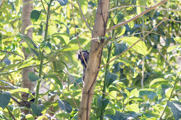 Close up of brown marmoset monkey climbing tree in the forest. Sheets.