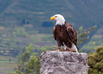 Bald eagle at a bird conservation park, near Otavalo, Ecuador, South America