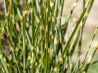 (Miscanthus sinensis) Hautes tiges droites et touffues de fines feuilles tronçonnées de bandes jaunes du roseau de Chine ou Eulalie 