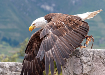 Bald eagle at a bird conservation park, near Otavalo, Ecuador, South America