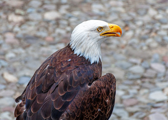 Bald eagle at a bird conservation park, near Otavalo, Ecuador, South America
