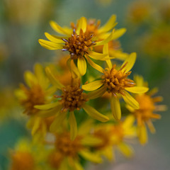 Yellow flower