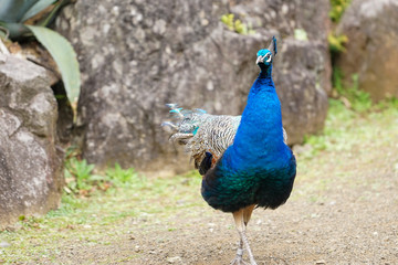 Fototapeta premium Beautiful male green Peafowl with a beautiful blossomed tail