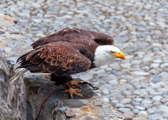 Bald eagle at a bird conservation park, near Otavalo, Ecuador, South America