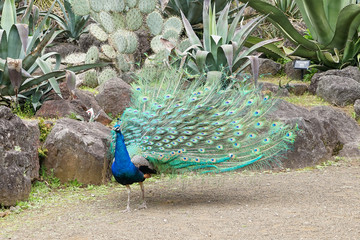 Obraz premium Beautiful male green Peafowl during fanninf his beautiful blossomed tail