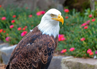Bald eagle at a bird conservation park, near Otavalo, Ecuador, South America