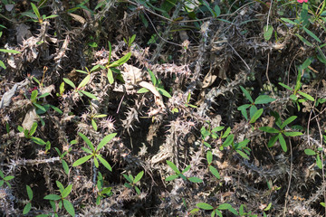 View of freshwater swamp with plants growing in pond in the middle of a rainforest. Reflection in the water forming mirror.