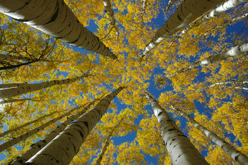 Looking up at aspen trees