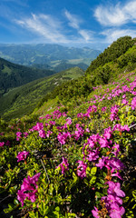 Obraz premium Pink rose rhododendron flowers on summer mountain slope
