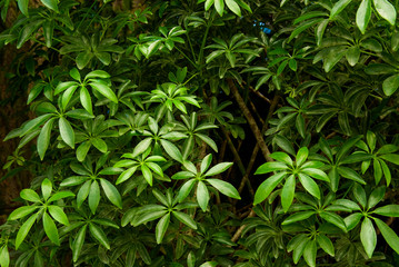 Beautiful nature background of tropical tree. Abstract green texture