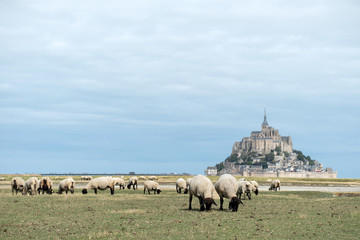 Mont Saint Michel et prés salés