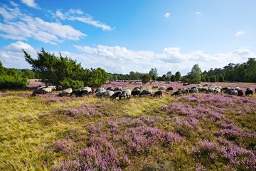 Heidschnucken in der Lüneburger Heide