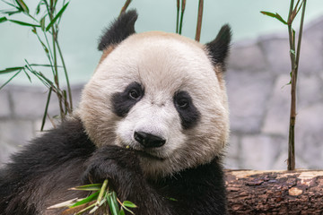  giant panda (Ailuropoda melanoleuca), head portrait, eating bamboo