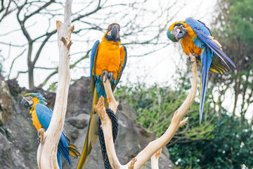 Three Blue and Yellow Macaw on tree branch