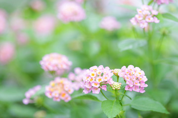  Pink Hedge Lantana flower at outdoor