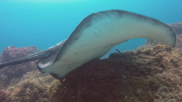 Fantail Stingray, Cowtail Sting Ray Or Blotched Fantail Ray. Dangerous Bull Ray Close Up Swimming Over Coral Reef In Blue Sea Australia. Underwater Wide Angle Of Australian Bottom Dwelling Marine Life
