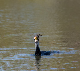 Great Cormorant eating fish