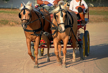  ponies pulling a 4-wheel cart