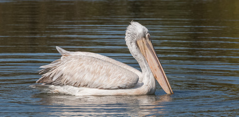 Dalmatian Pelican Floating on water body