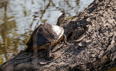 Indian Turtle sitting on tree near water pond
