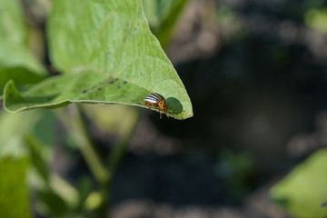Adult colorado beetle on a leaf of potatoes